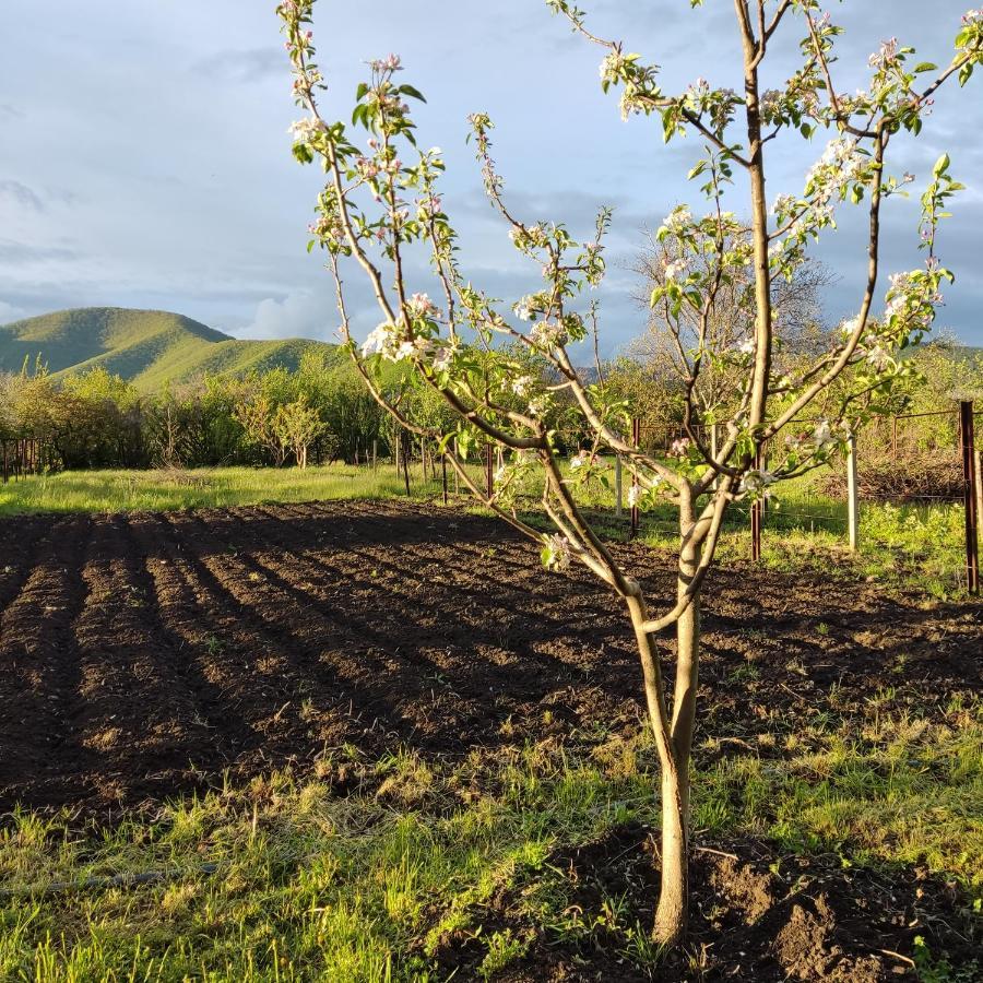 Aloni Green Acres Zemo Alvani ภายนอก รูปภาพ
